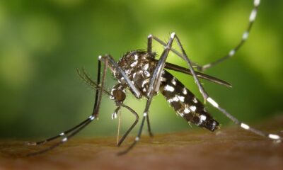 Los mosquitos, animales resistentes al frío.