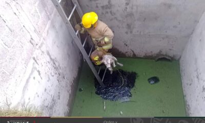 Perrito cae a fondo de pozo en Tlahuelilpan y es rescatado
