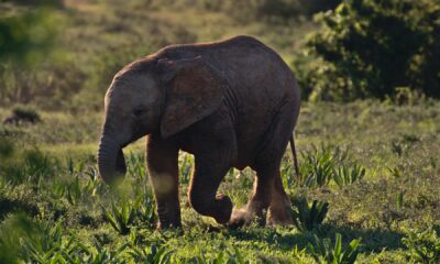 Nuestros pequeños antepasados cazaban elefantes enanos